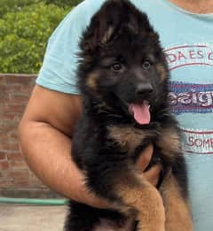 Show Quality German shepherd long hair male puppy available"Fix Price"