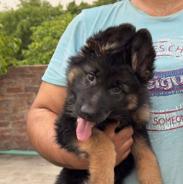 Show Quality German shepherd long hair male puppy available"Fix Price" 1