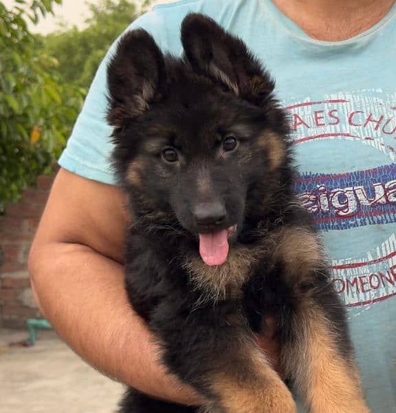 Show Quality German shepherd long hair male puppy available"Fix Price" 2