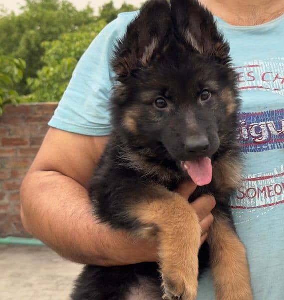 Show Quality German shepherd long hair male puppy available"Fix Price" 3