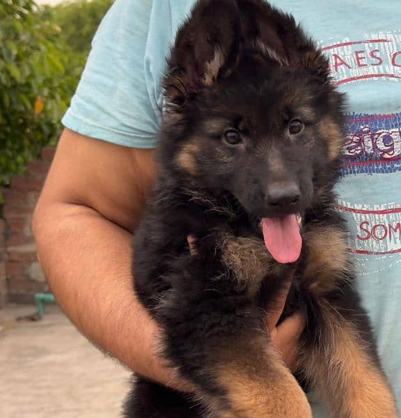 Show Quality German shepherd long hair male puppy available"Fix Price" 4