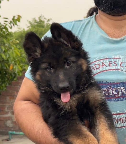 Show Quality German shepherd long hair male puppy available"Fix Price" 5