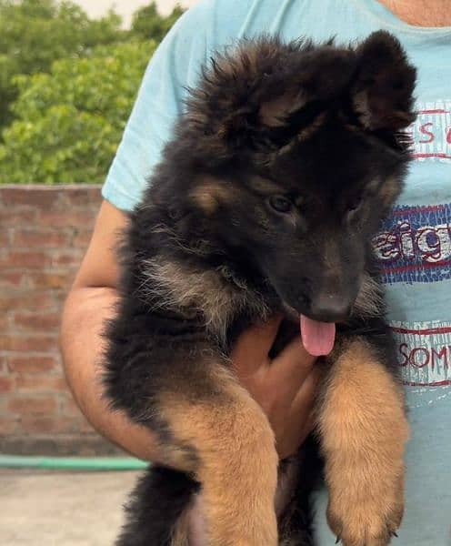 Show Quality German shepherd long hair male puppy available"Fix Price" 6