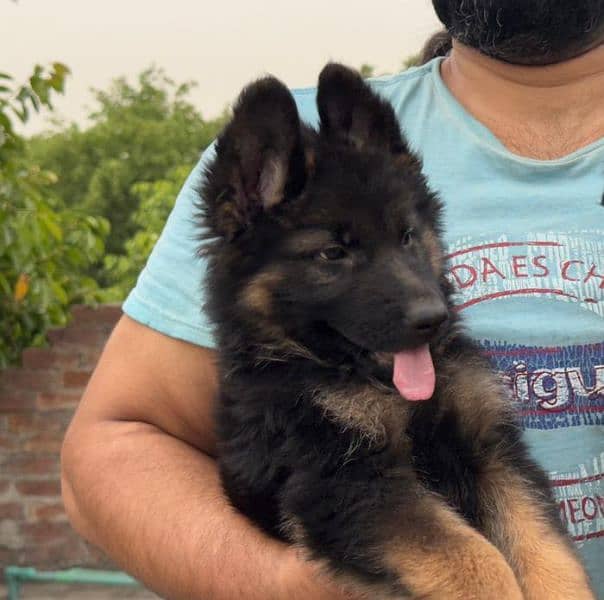 Show Quality German shepherd long hair male puppy available"Fix Price" 7