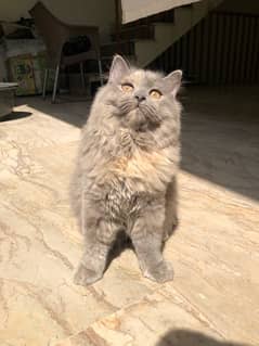 Pure Persian Cat 0