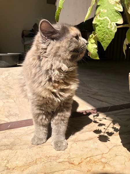 Pure Persian Cat 1