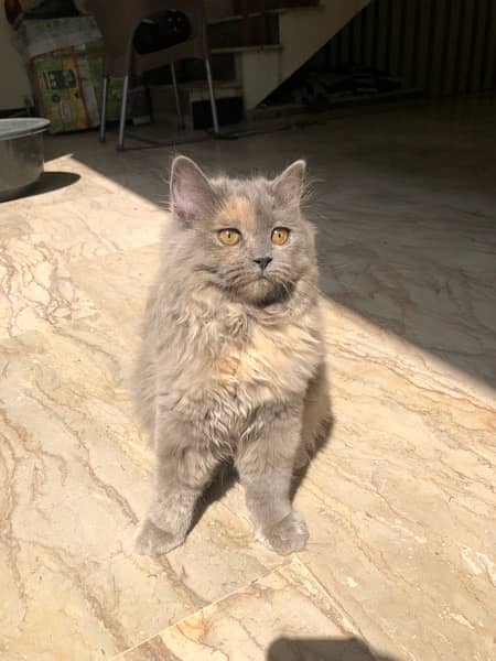 Pure Persian Cat 2
