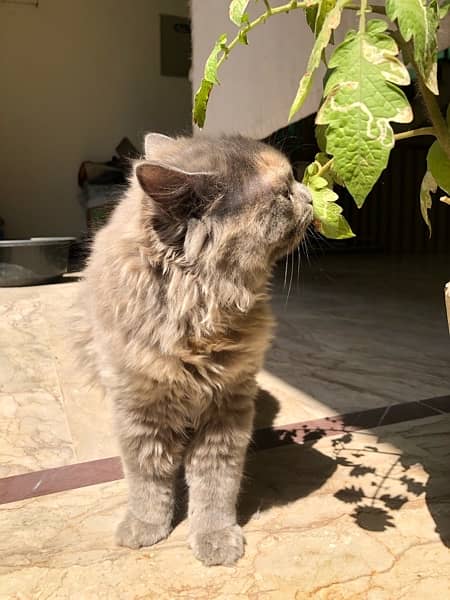 Pure Persian Cat 3
