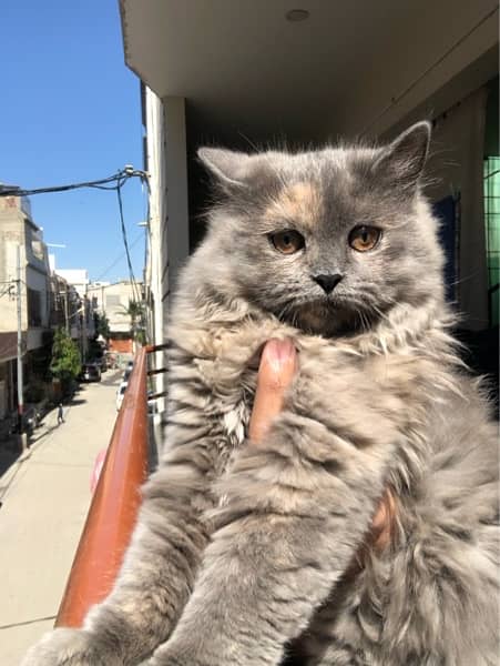 Pure Persian Cat 4