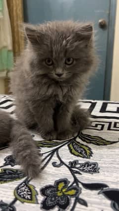 persian grey male cat