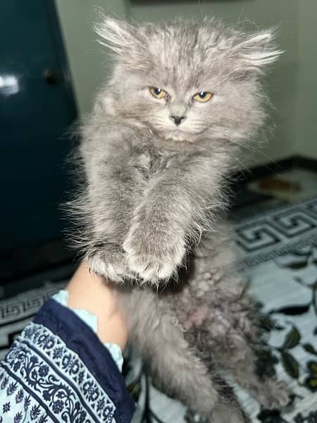 persian grey male cat 1