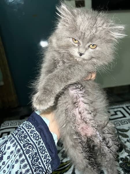 persian grey male cat 2