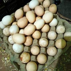 Eggs organic Desi and fancy 100% fertile to eat and hatch.
