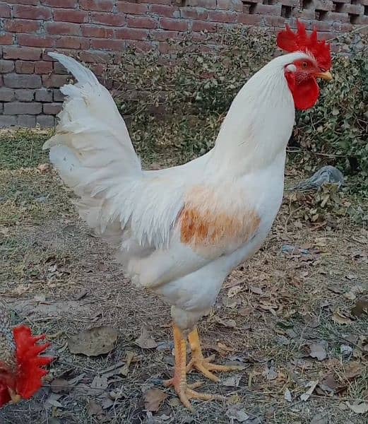 Eggs organic Desi and fancy 100% fertile to eat and hatch. 1