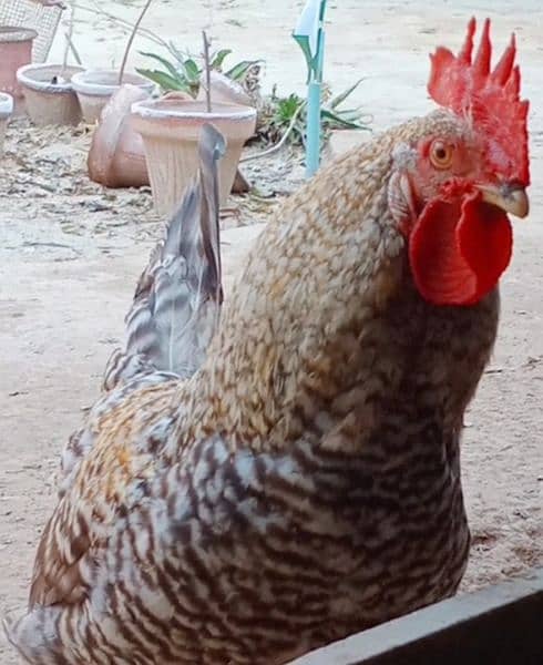 Eggs organic Desi and fancy 100% fertile to eat and hatch. 2