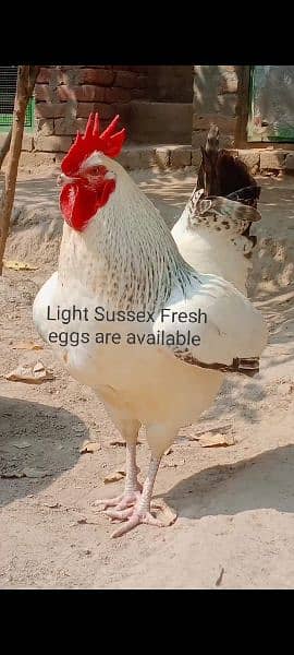 Eggs organic Desi and fancy 100% fertile to eat and hatch. 3
