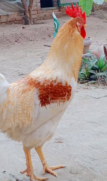 Eggs organic Desi and fancy 100% fertile to eat and hatch. 5
