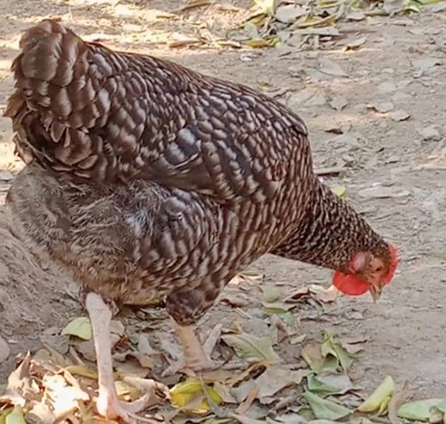 Eggs organic Desi and fancy 100% fertile to eat and hatch. 6