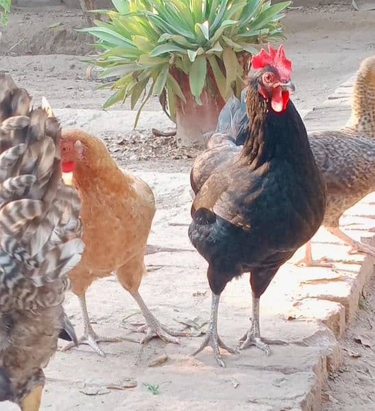 Eggs organic Desi and fancy 100% fertile to eat and hatch. 7