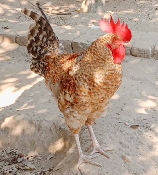 Eggs organic Desi and fancy 100% fertile to eat and hatch. 8