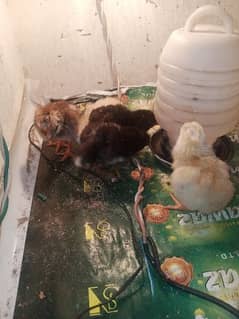 pure desi aseel chicks for sale healthy and active