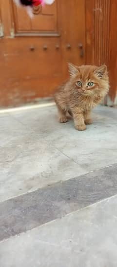 Persian cats / kittens for sale 0