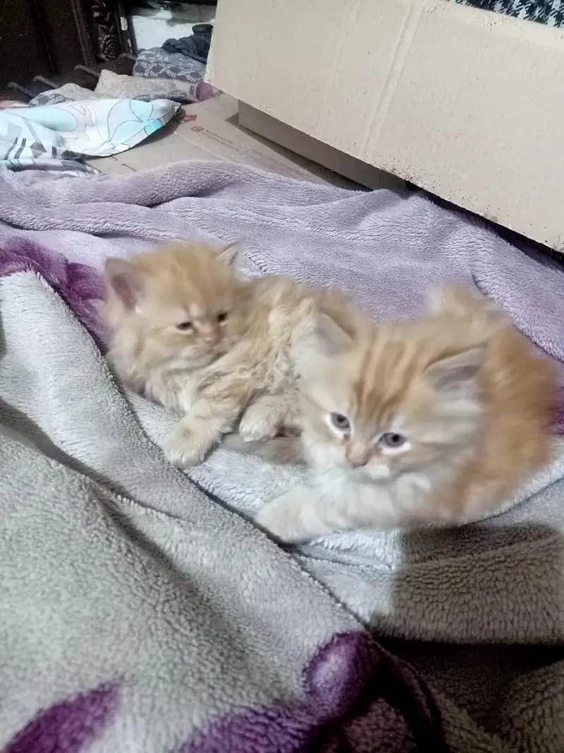 Persian cats / kittens for sale 9