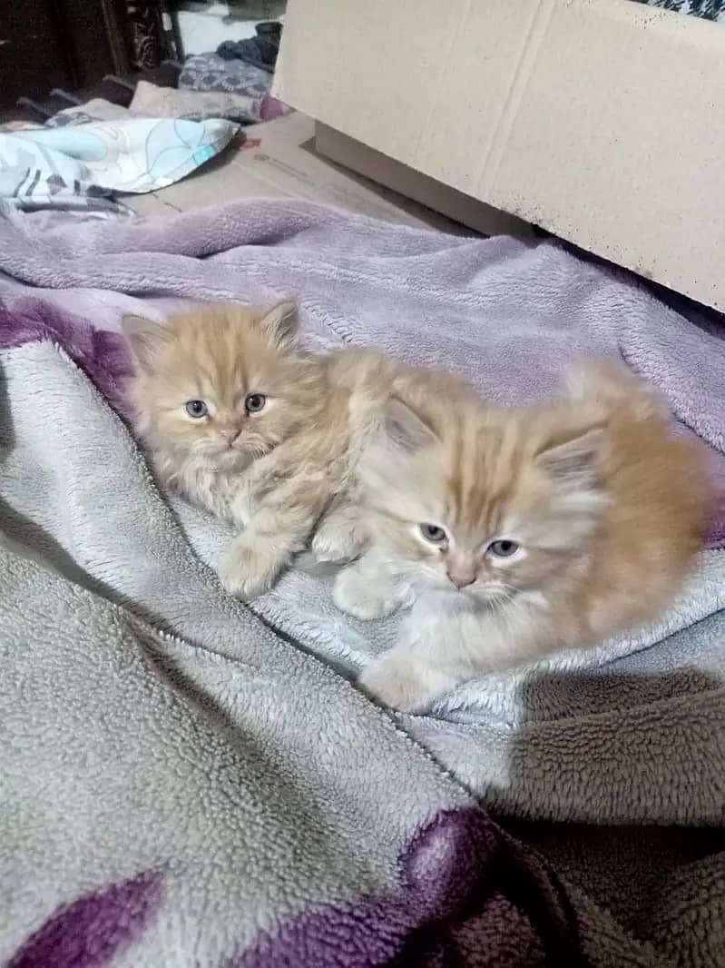 Persian cats / kittens for sale 13