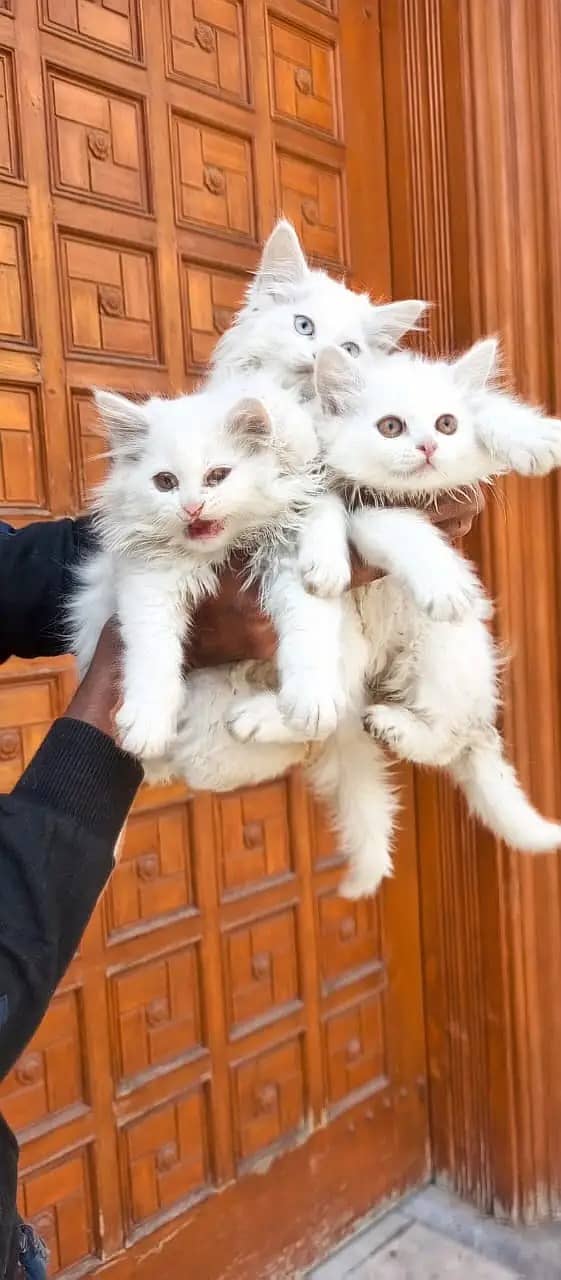 Persian cats / kittens for sale 2