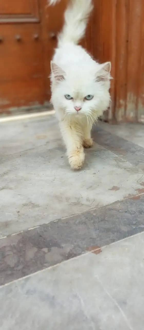Persian cats / kittens for sale 15
