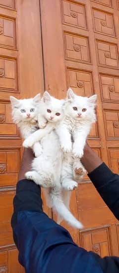 Persian cats / kittens for sale 0