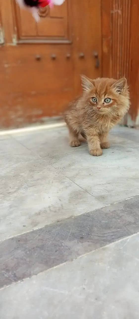 Persian cats / kittens for sale 12