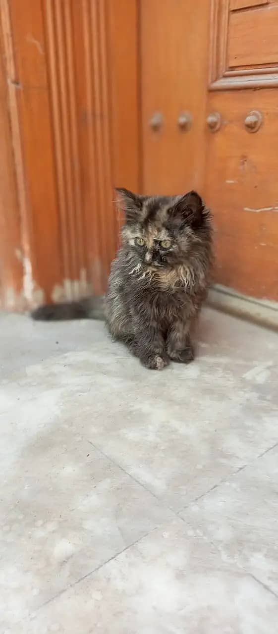 Persian cats / kittens for sale 13