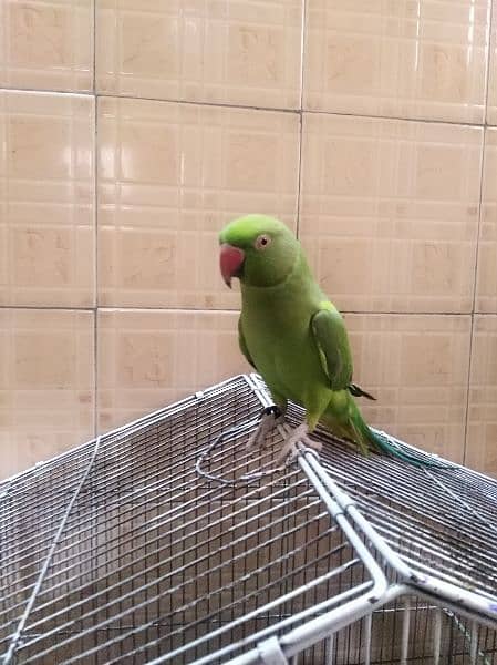 parrot 1