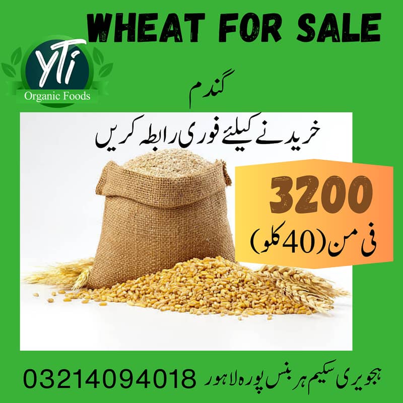 Wheat gandum mota dana our own farms 0
