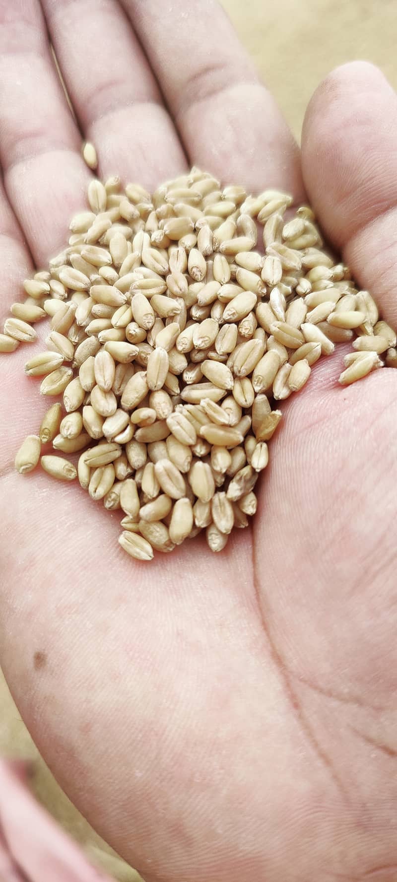Wheat gandum mota dana our own farms 1