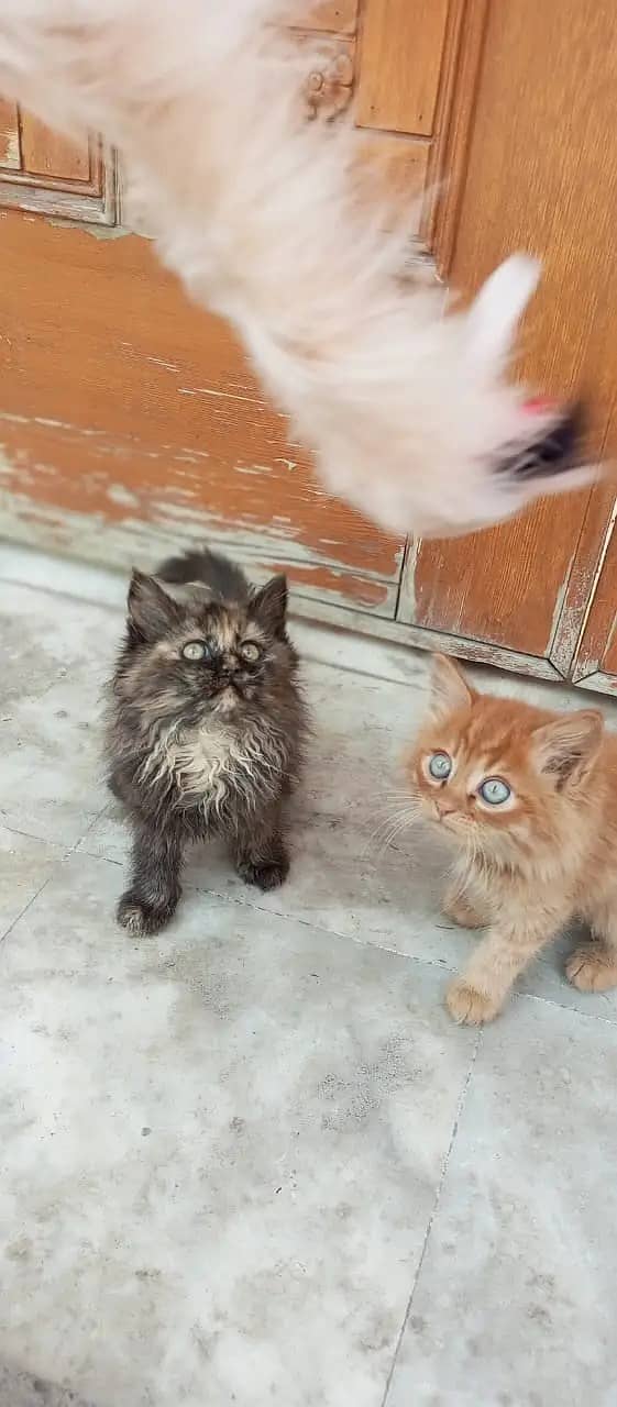Persian cats / kittens for sale 5