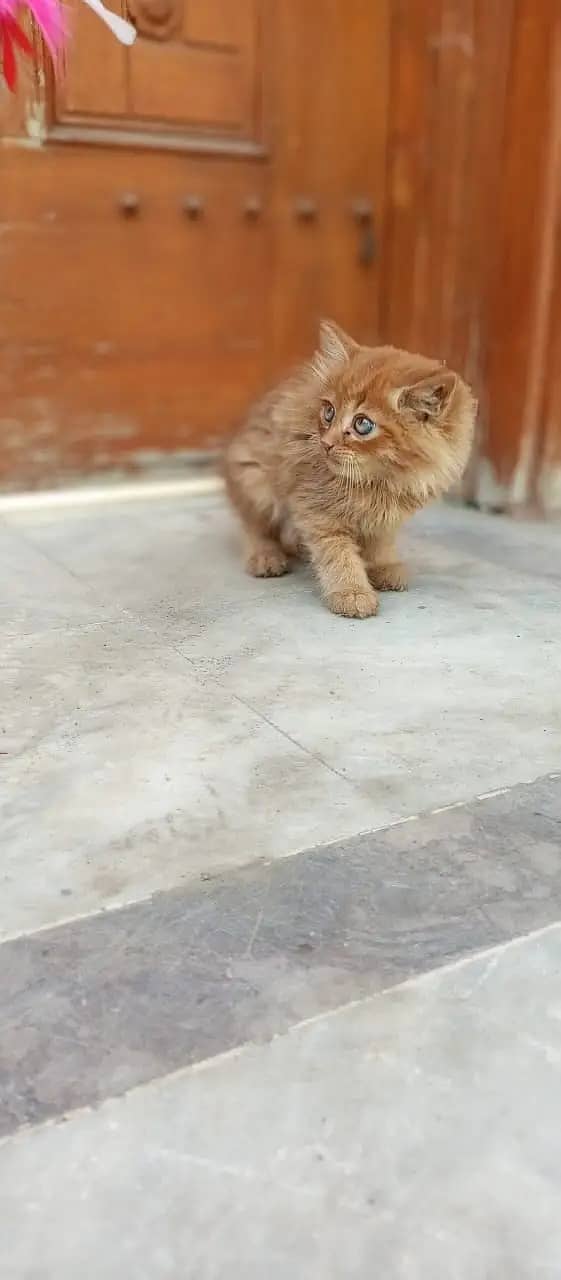 Persian cats / kittens for sale 5