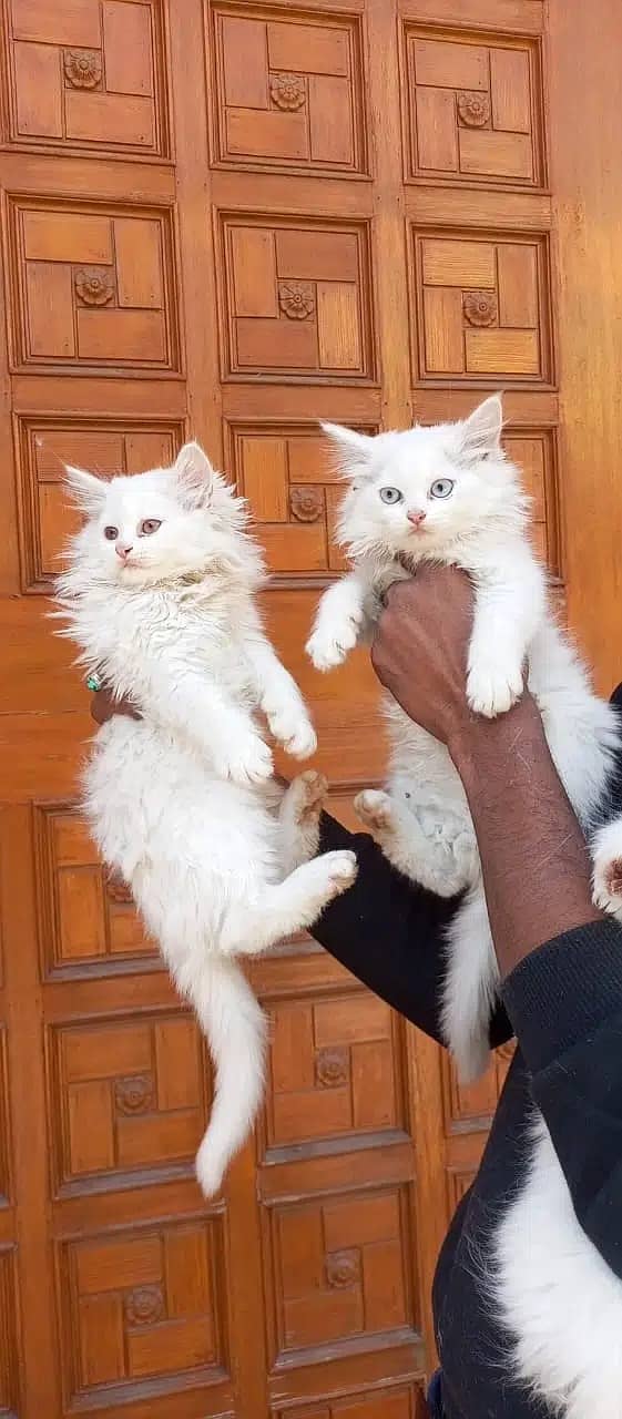 Persian cats / kittens for sale 10
