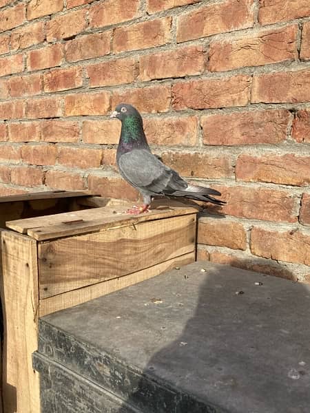 pigeons for sale 5