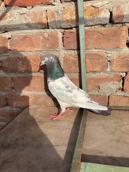 pigeons for sale 2