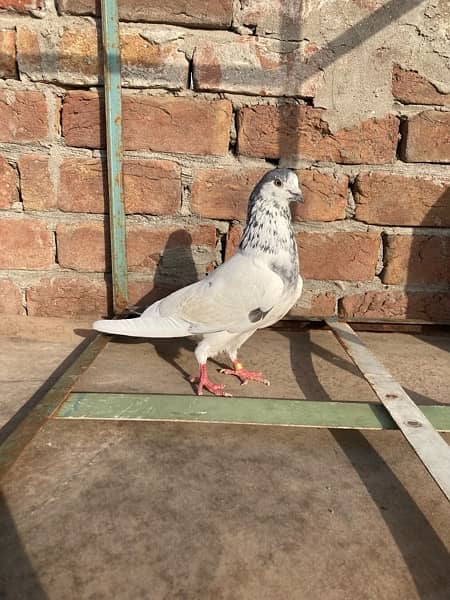 pigeons for sale 10