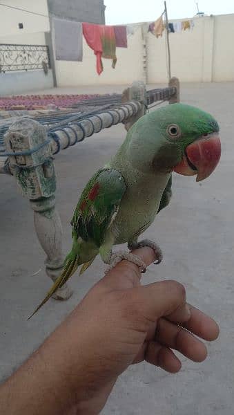 raw parrot 2