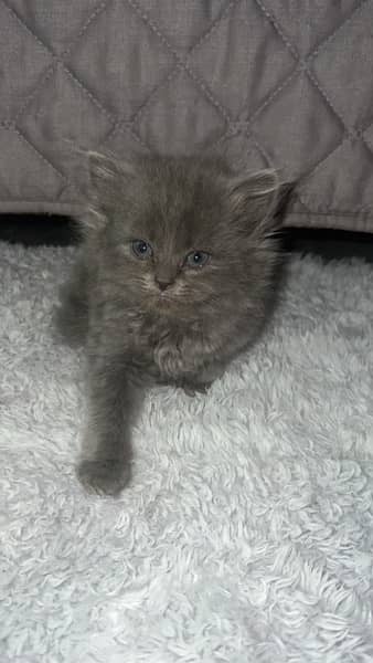 persian grey male cat 3