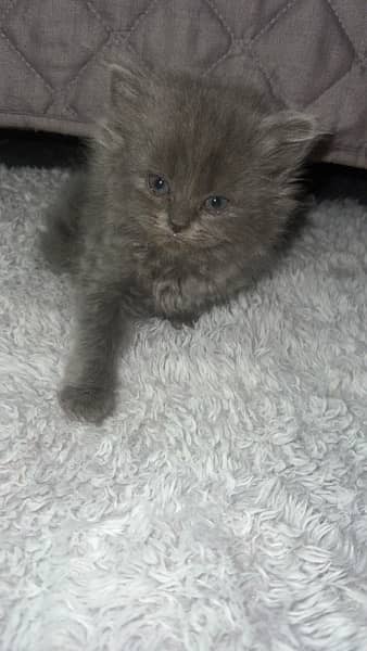 persian grey male cat 4
