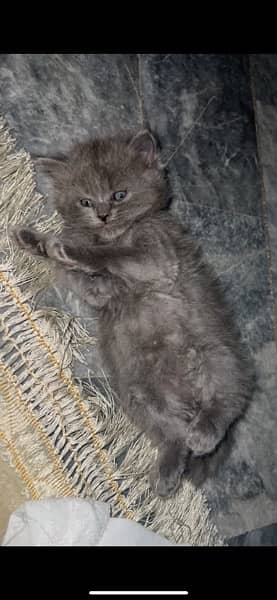 persian grey male cat 6