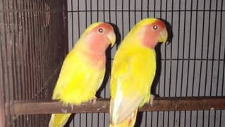 common Lutino lovebirds