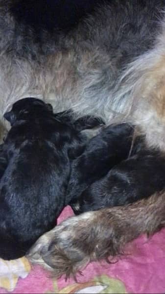German shepherd puppies long court available for sale 6