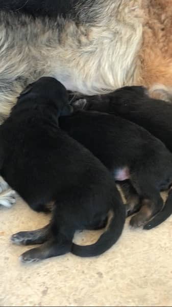 German shepherd puppies long court available for sale 7
