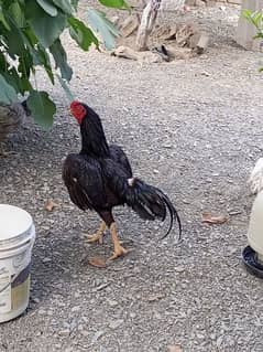 ASEEL COCK FOR SALE